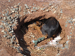 Dog in Grave